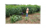Cassava Ghana