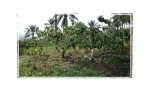 Cocoa Ghana