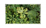 disease in Tomato Cameroon