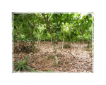 Cocoa Cameroon