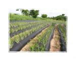 Pineapple Ghana