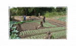 small farmers Ghana