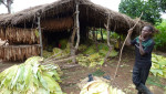 tabak belangrijkste cash crop