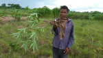 jonge cassave plant