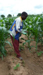 plantbemesting bij mais