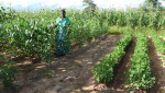 sorghum en pinda